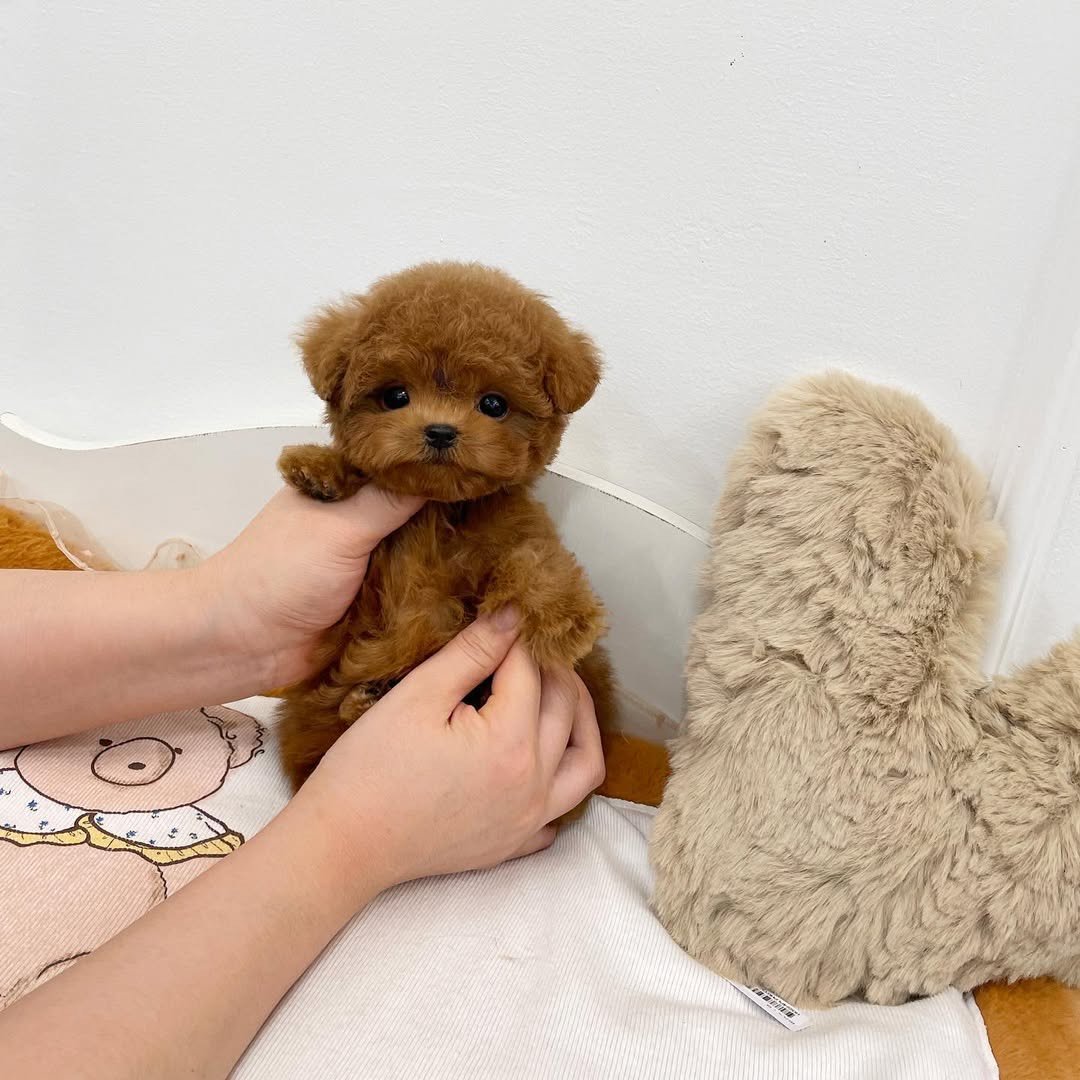 Choco Toy Poodle puppy photo 2