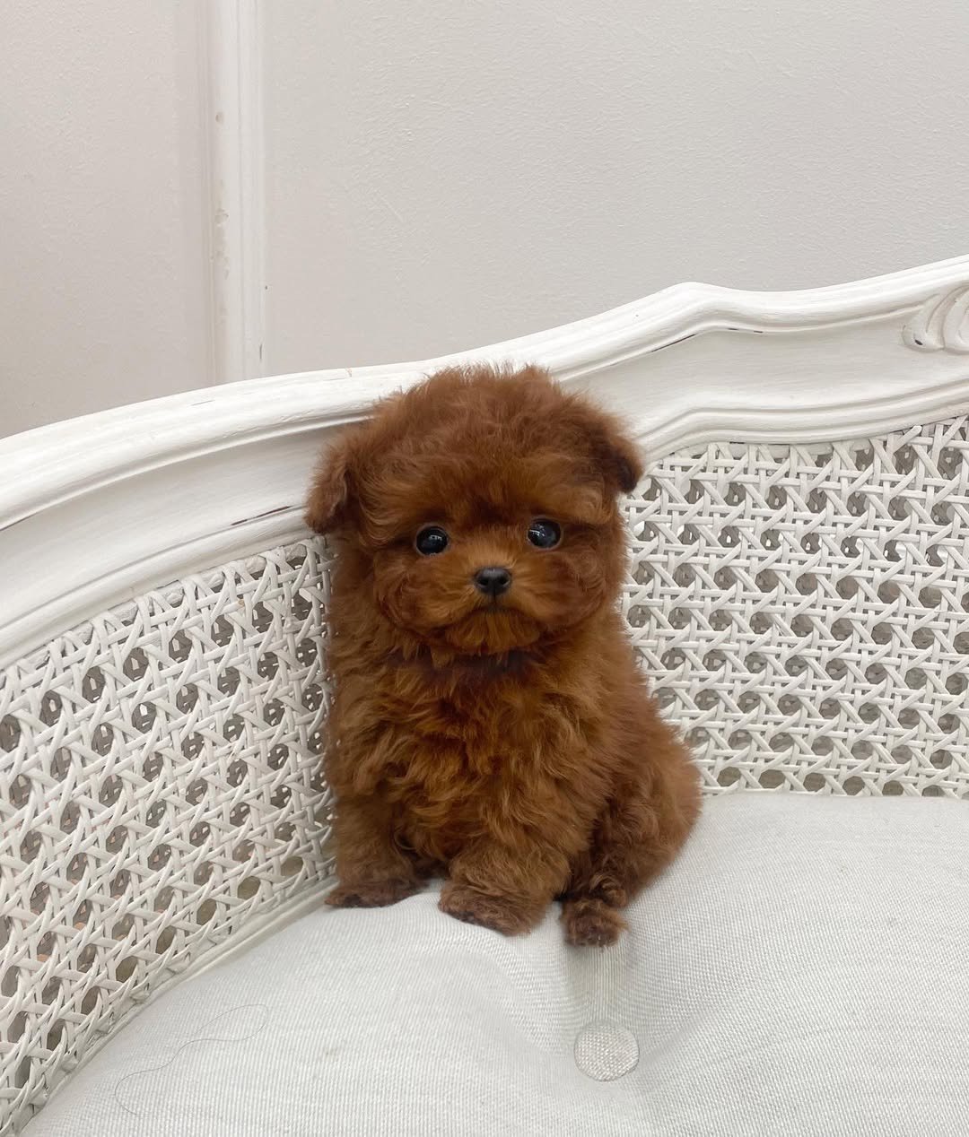 Dolce Toy Poodle puppy photo 2