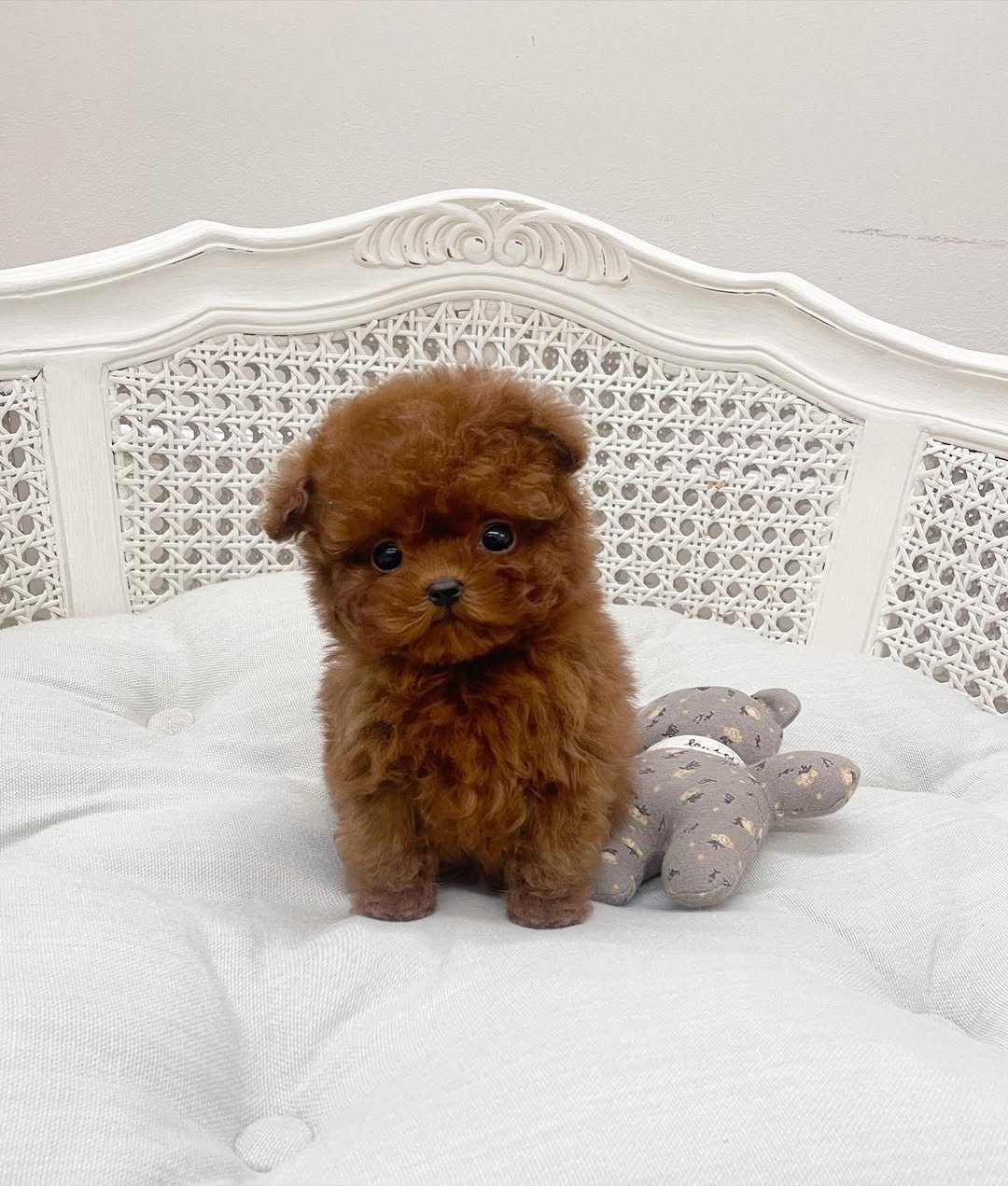 Dolce Toy Poodle puppy photo 3