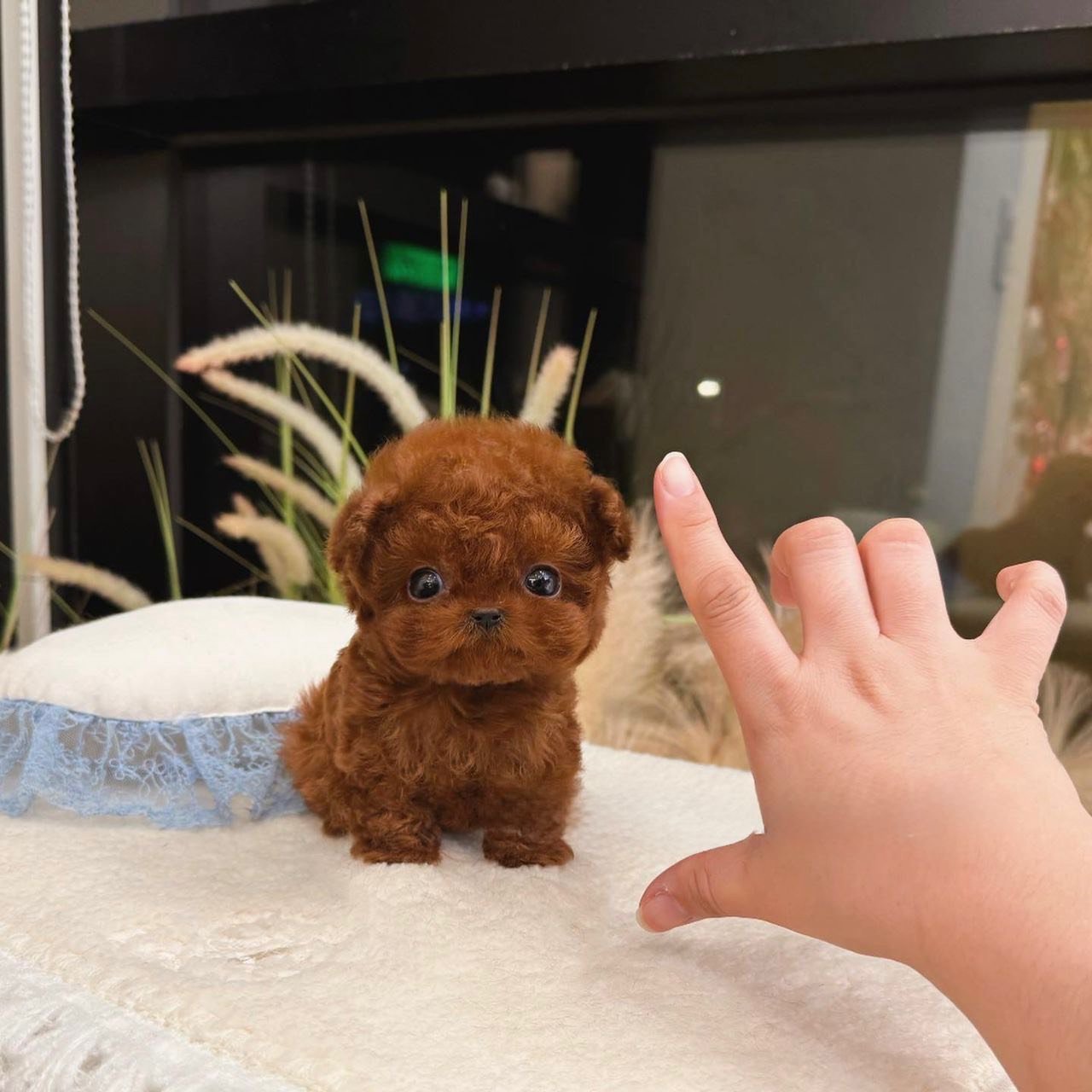 Donut Toy Poodle puppy photo 3