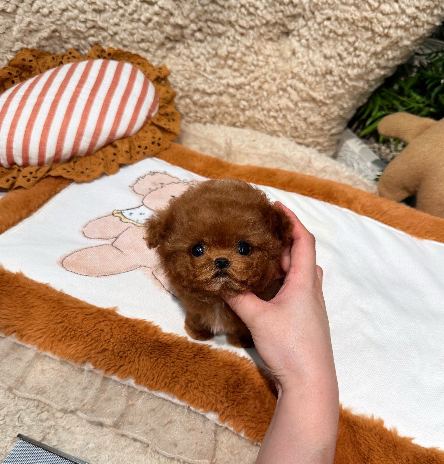 Gucci Toy Poodle puppy photo 1