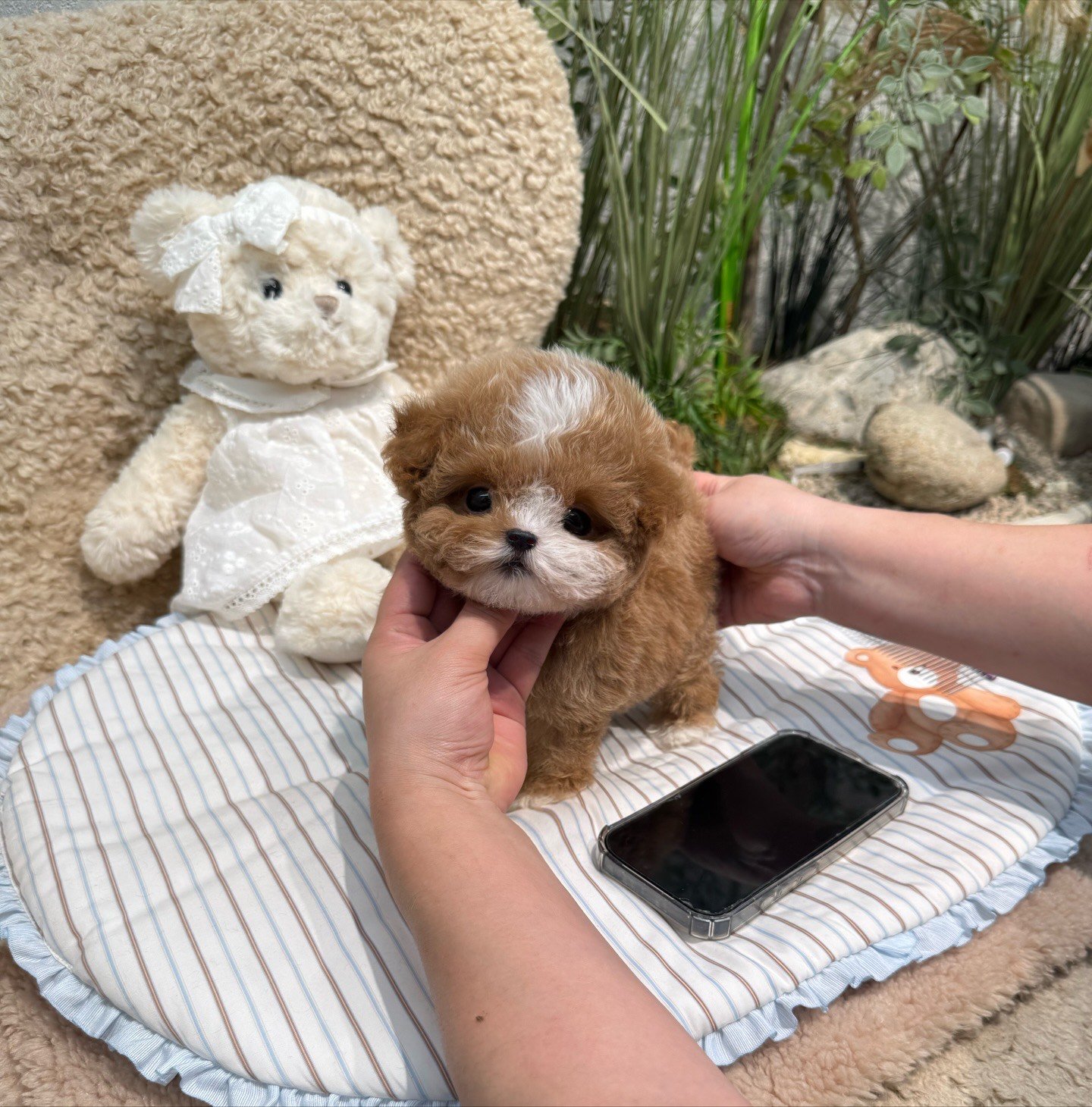 Honey Butter Toy Poodle puppy photo 1