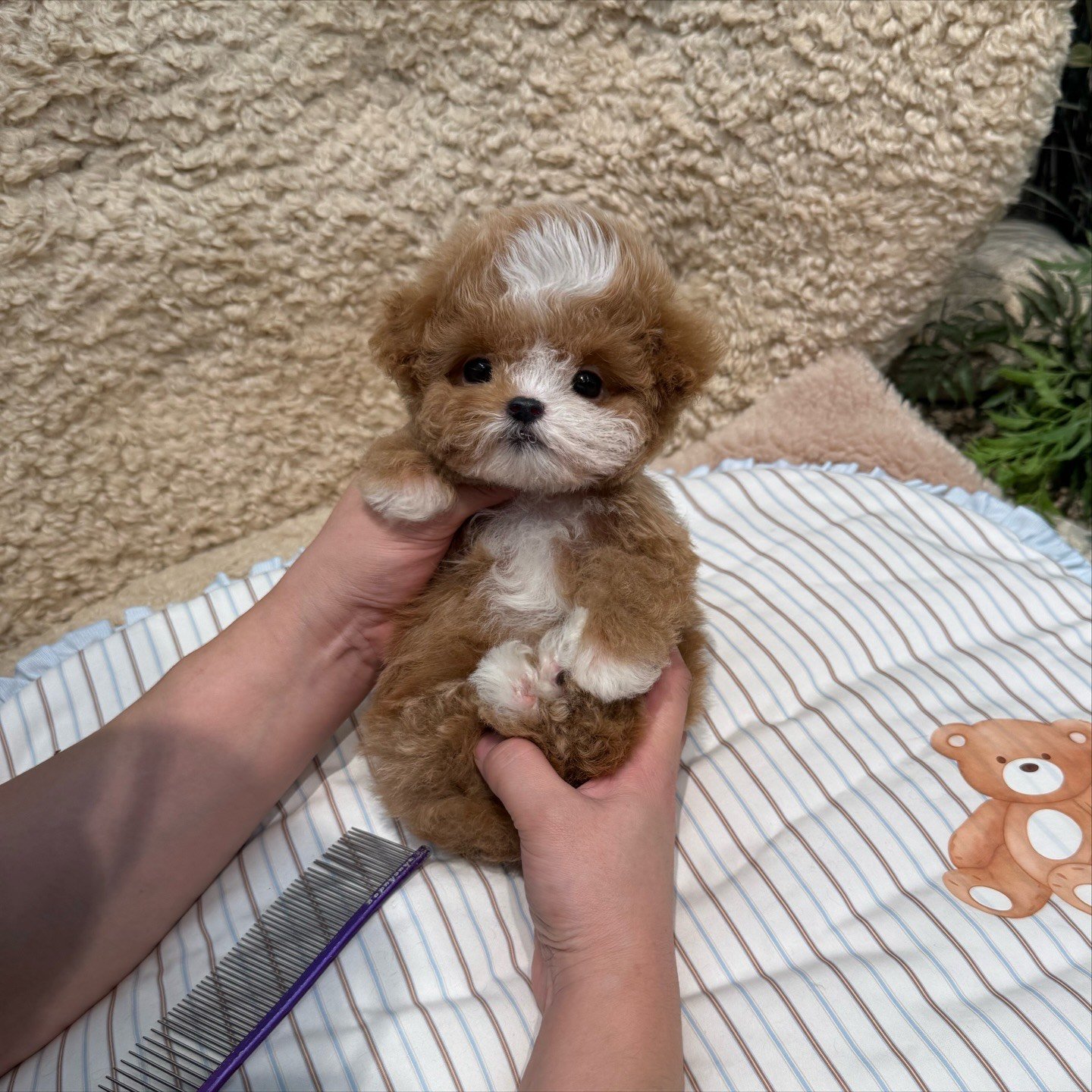 Honey Butter Toy Poodle puppy photo 2