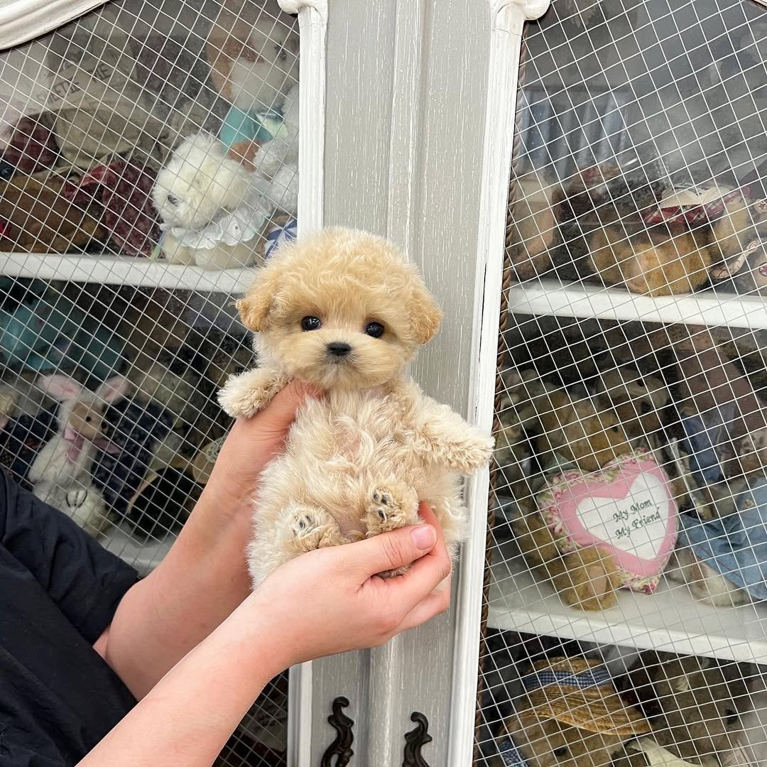 Mandi Toy Poodle puppy photo 1