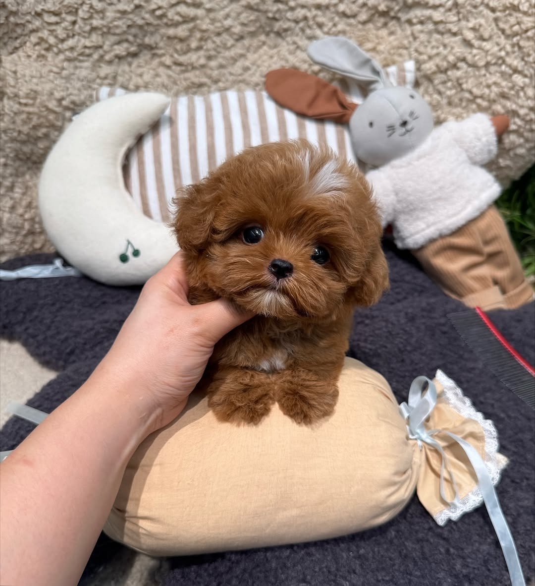 Poky Toy Poodle puppy photo 2