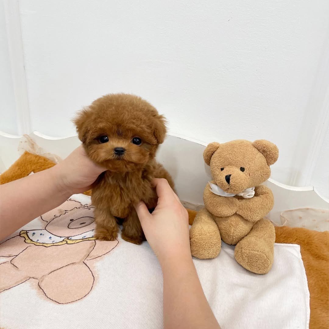 Toy poodle puppy preview 3