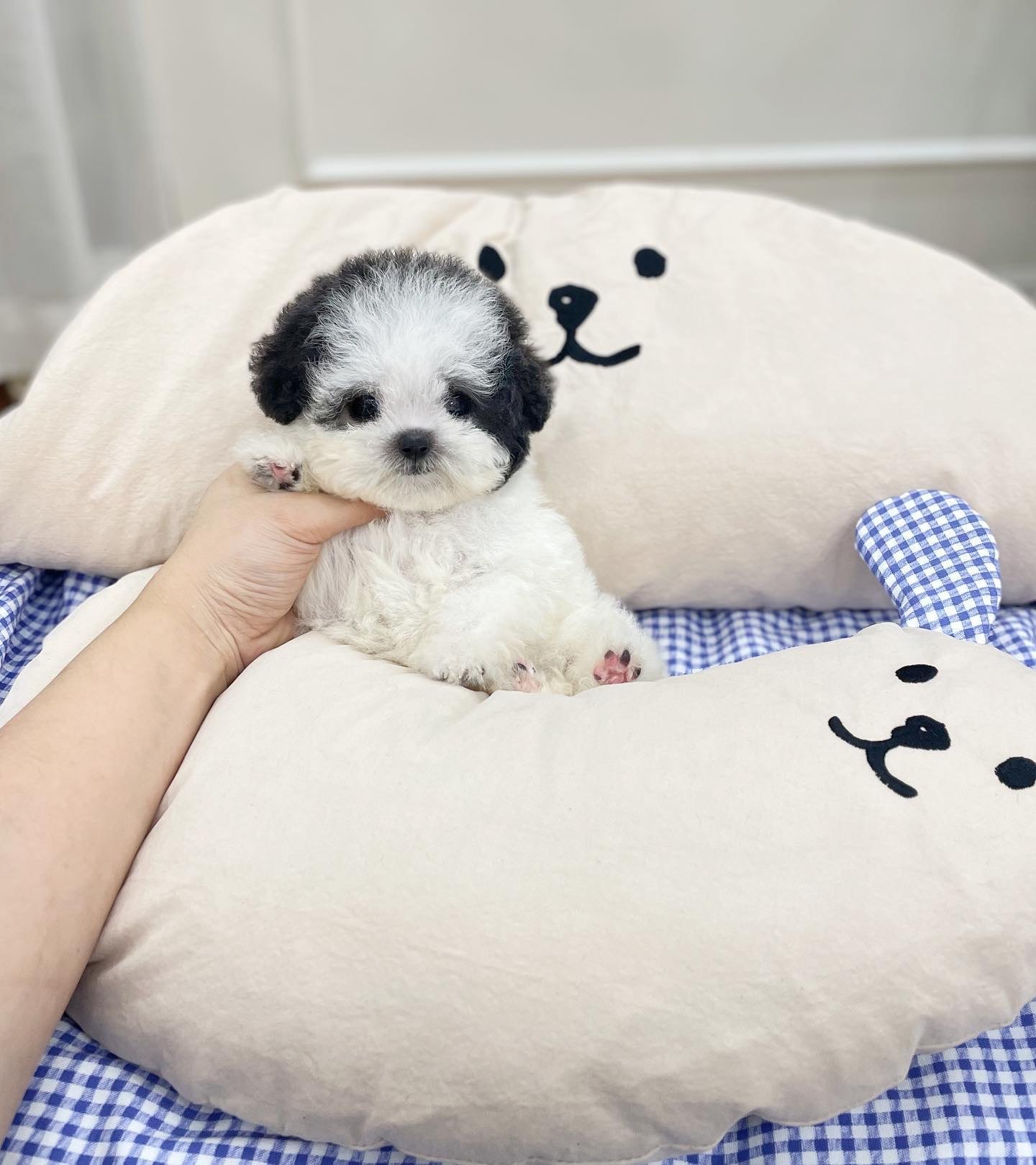 Tony Toy Poodle puppy photo 2