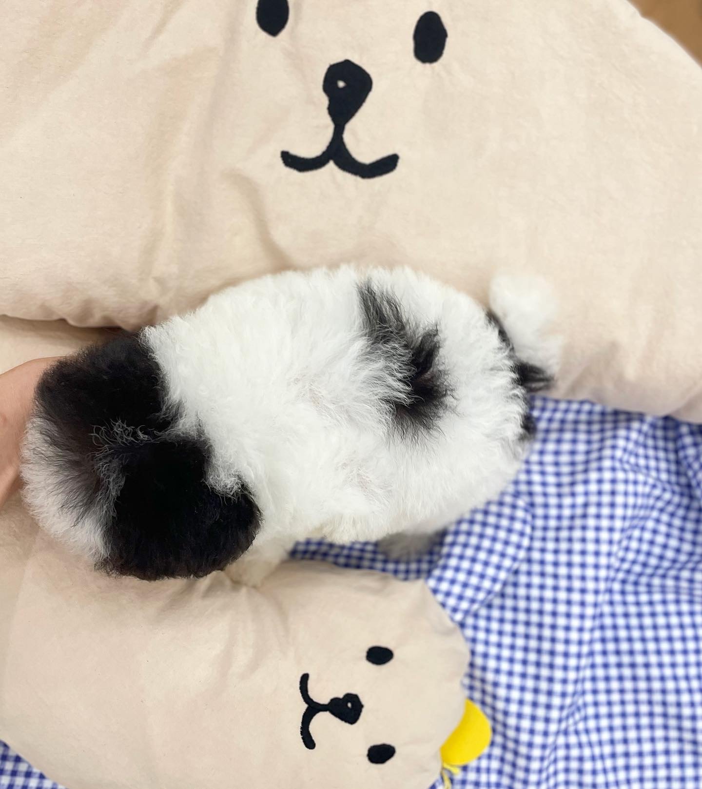 Tony Toy Poodle puppy photo 3